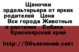 Щеночки эрдельтерьера от ярких родителей › Цена ­ 25 000 - Все города Животные и растения » Собаки   . Красноярский край